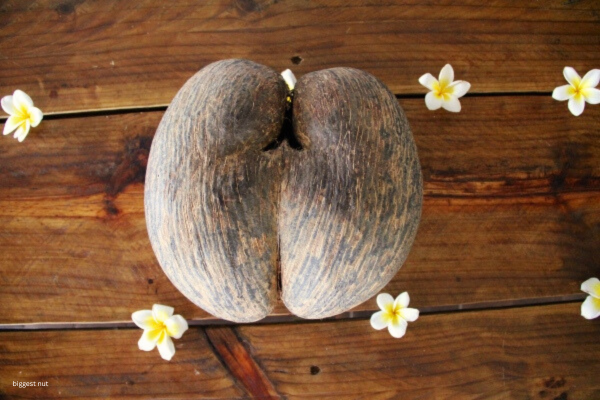 biggest nut